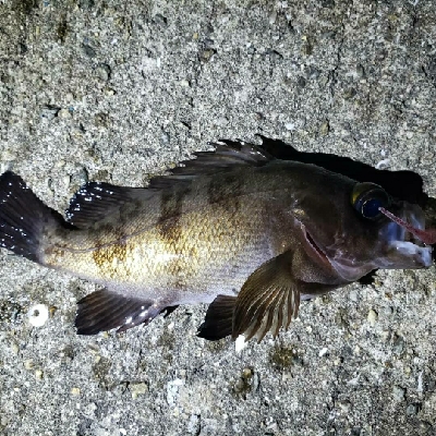 アコウが釣れた!