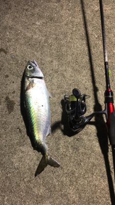 アジング最高！