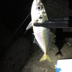 外海アジング練習