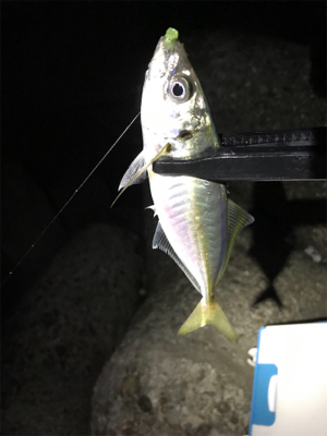 外海アジング練習