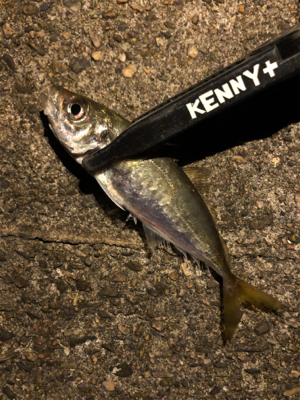 メバリングのハズが☺︎