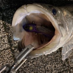 久々、都市型河川シーバスゲーム