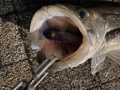 久々、都市型河川シーバスゲーム