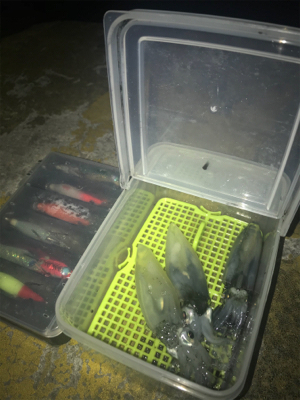 別府港と飾磨港のハシゴでもヒイカ、イマイチ(><)