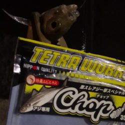 アジング練習 81