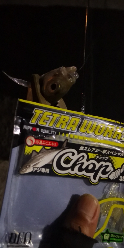 アジング練習 81