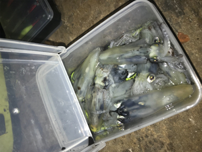 寒い中でのヒイカ釣りσ(^_^;)