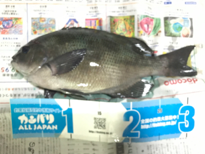 磯フカセ釣り