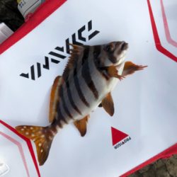 寒グレ狙いで磯フカセ釣り