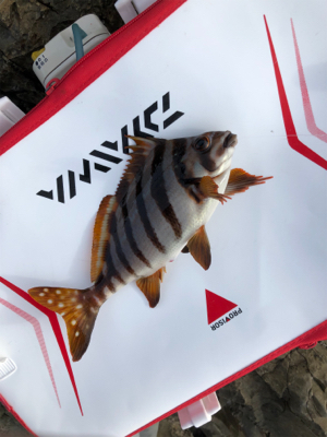 寒グレ狙いで磯フカセ釣り