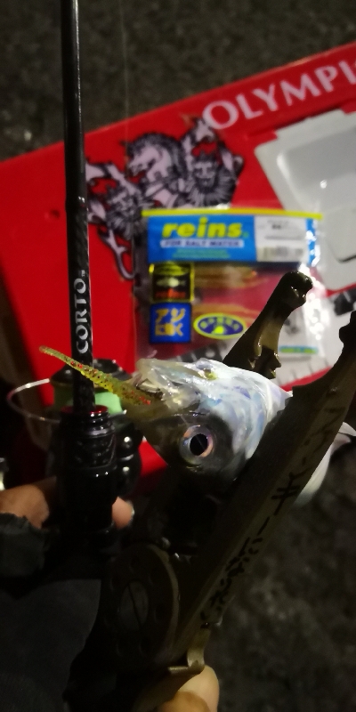 アジング練習 82