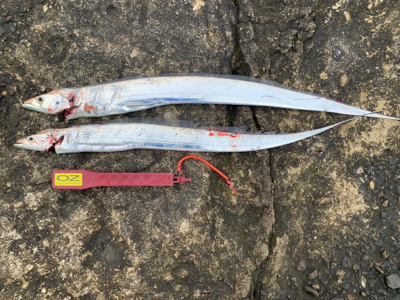 何とか、居てました。