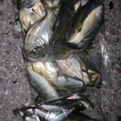 デイフィッシング