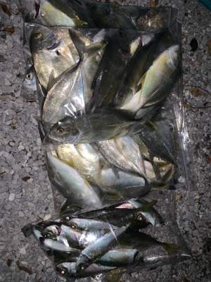 デイフィッシング