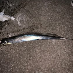 ドラゴンタチウオ！！