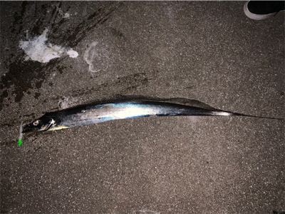 ドラゴンタチウオ！！