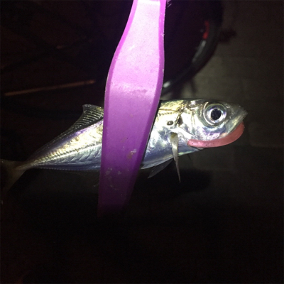 アジング ショートバイトが。