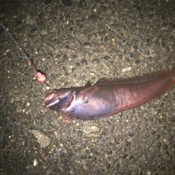 シーズン本格化!