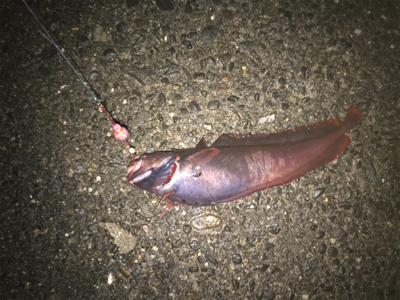 シーズン本格化!