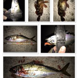 メバル開幕！タチウオ閉幕！