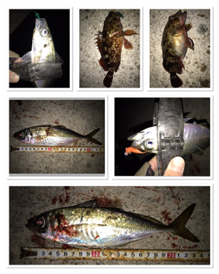 メバル開幕！タチウオ閉幕！