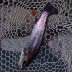 爆釣⁈ 千早川マス釣り場