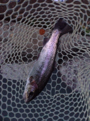 爆釣⁈ 千早川マス釣り場