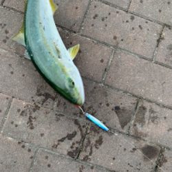 渋々だけと、、、