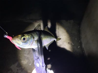 半月アジング〜