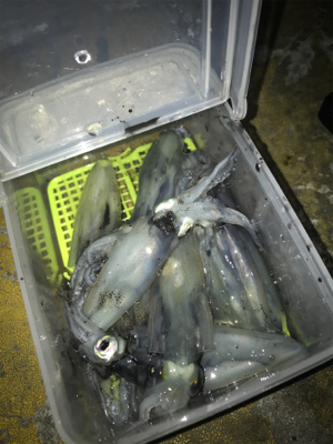 やっぱり渋いヒイカ釣り(＞＜)