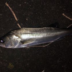 2019/12/23 横浜シーバス