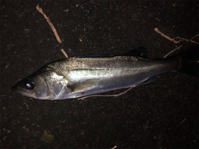 2019/12/23 横浜シーバス