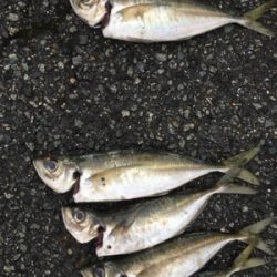 初めての尺メバル