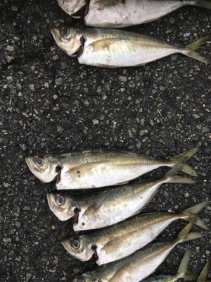 初めての尺メバル