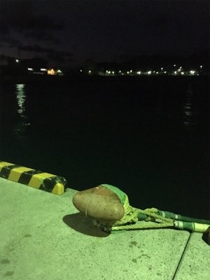 堤防から90cmの紅イカ！