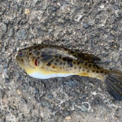 マルチヒット!堤防小物は元気いっぱい