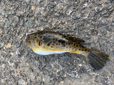 マルチヒット!堤防小物は元気いっぱい