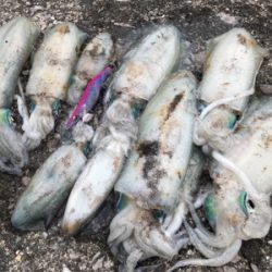 キロ超えからエギと同じサイズまで