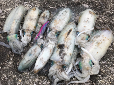 キロ超えからエギと同じサイズまで