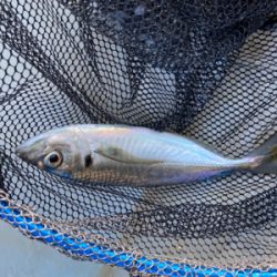 鯛サビキ　　明石