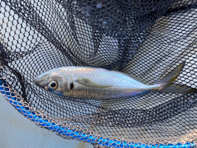 鯛サビキ　　明石