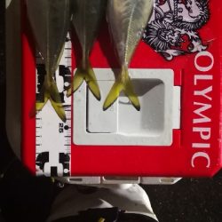 アジング練習 85