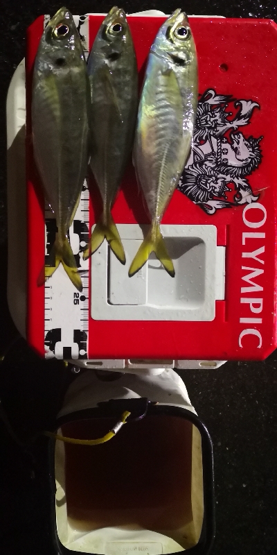 アジング練習 85