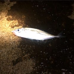 アジとガシラのコラボゲーム