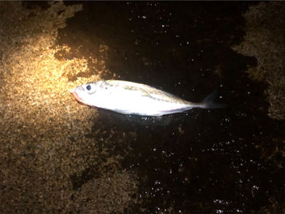 アジとガシラのコラボゲーム