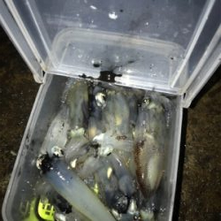 久しぶりにヒイカプチ地合い(^｡^)