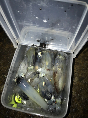 久しぶりにヒイカプチ地合い(^｡^)