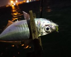 アジング練習 86