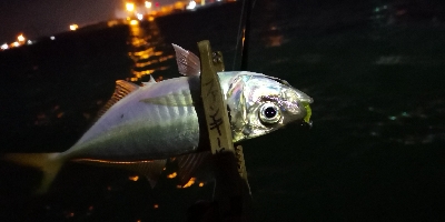 アジング練習 86