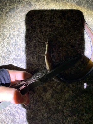 ナイトセーバーでアナゴ